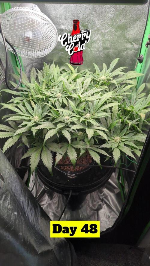 Cherry Cola Side Grow. Week 7