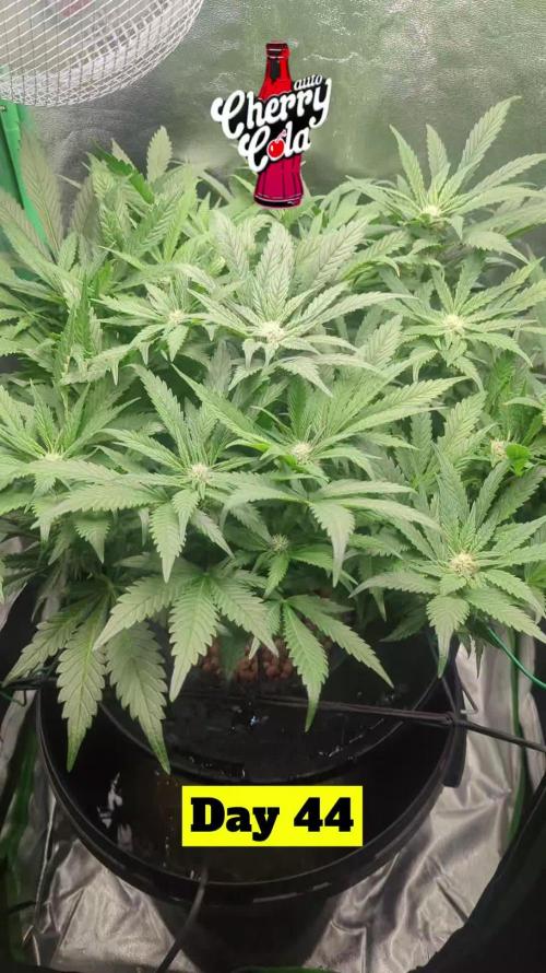 Cherry Cola Side Grow