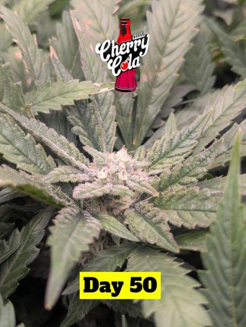 Cherry Cola Side Grow. Week 8