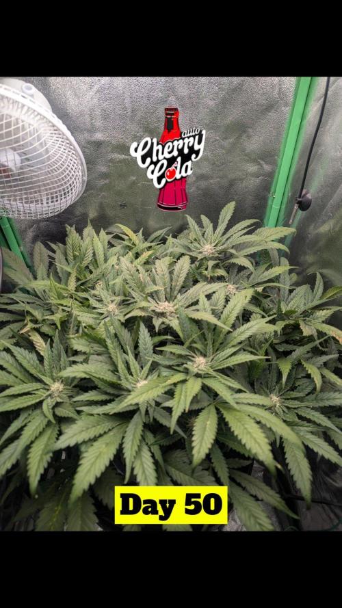 Cherry Cola Side Grow. Week 8