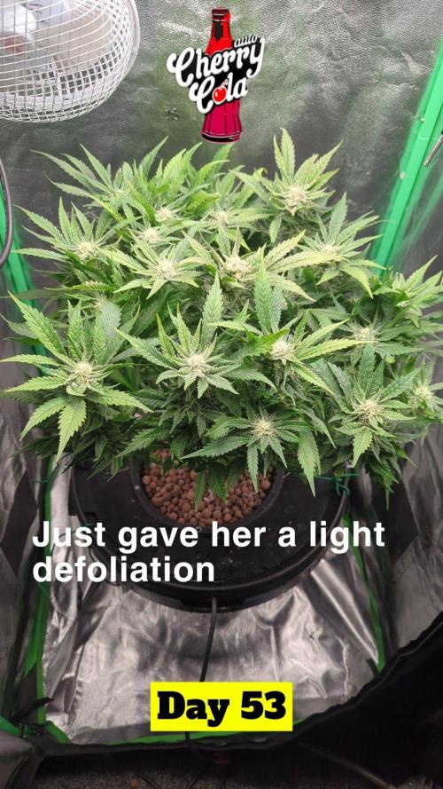 Cherry Cola Auto. Week 8