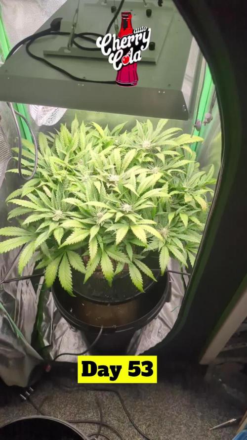 Cherry Cola Side Grow