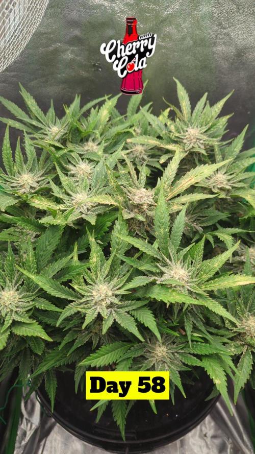 Cherry Cola Side Grow. Week 9