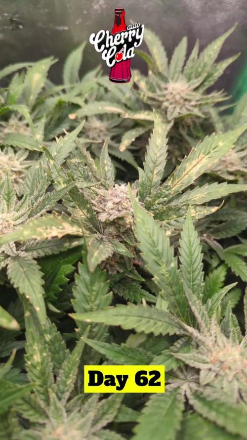 Cherry Cola Side Grow