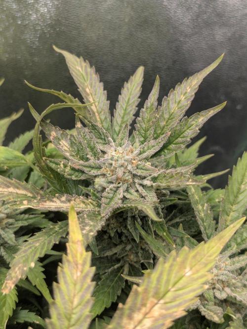 Cherry Cola Side Grow. Week 10