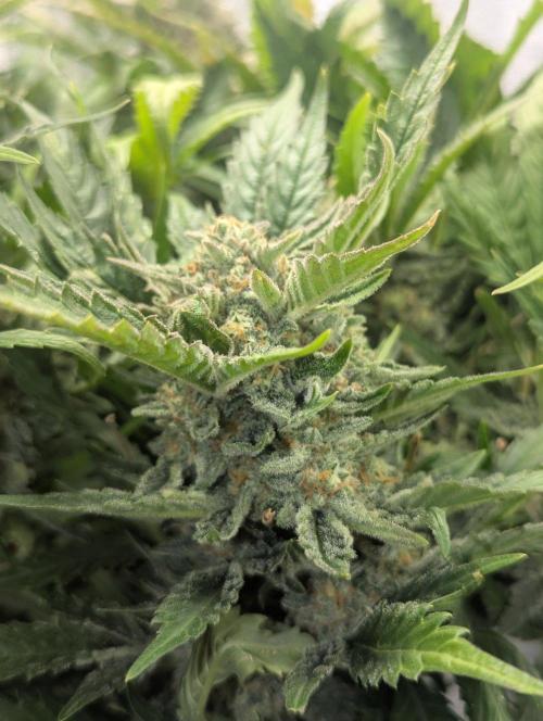 Cherry Cola Side Grow. Week 10