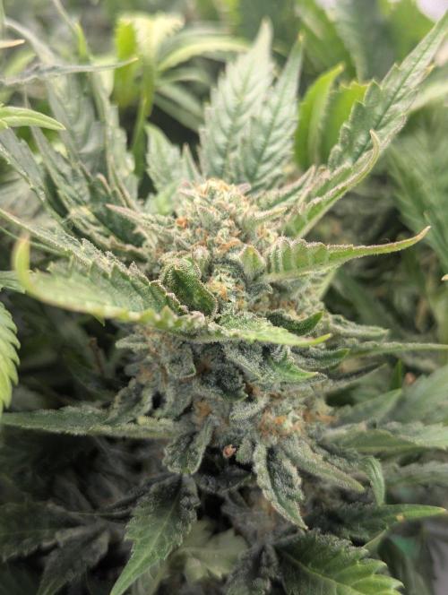 Cherry Cola Side Grow. Week 10