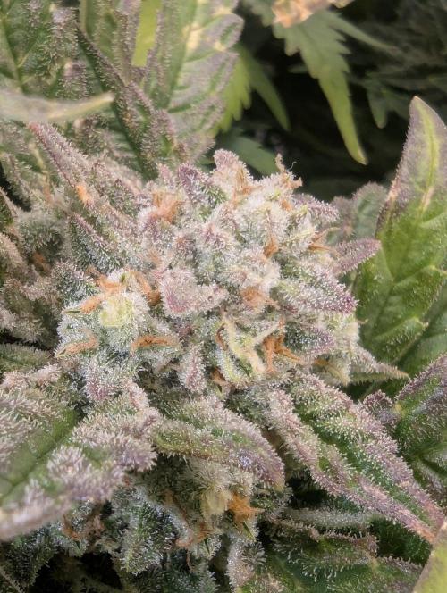 Cherry Cola Side Grow. Week 10