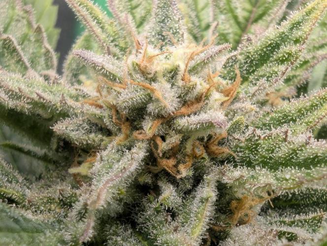 Cherry Cola Side Grow. Week 10