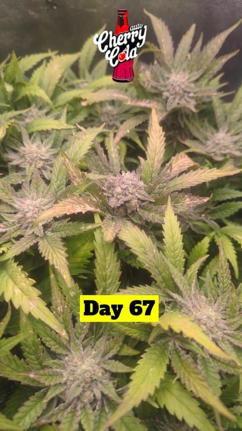 Cherry Cola Auto. Week 10