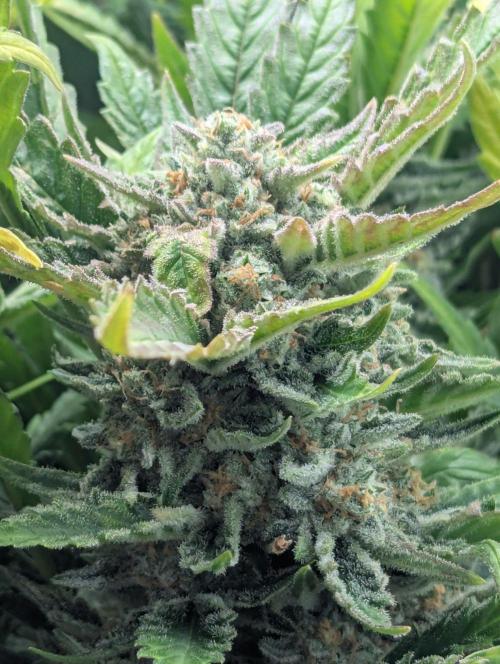 Cherry Cola Side Grow. Week 11