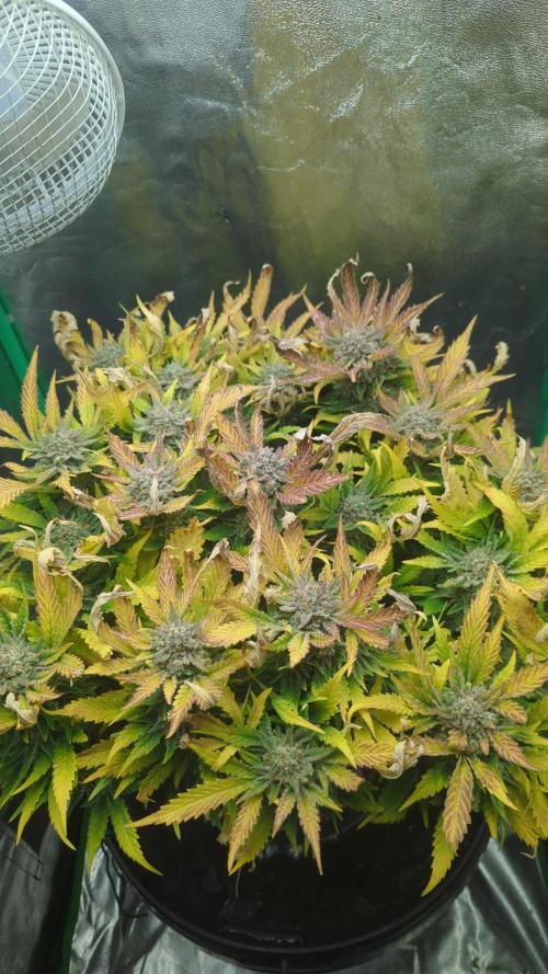 Cherry Cola Side Grow. Week 11