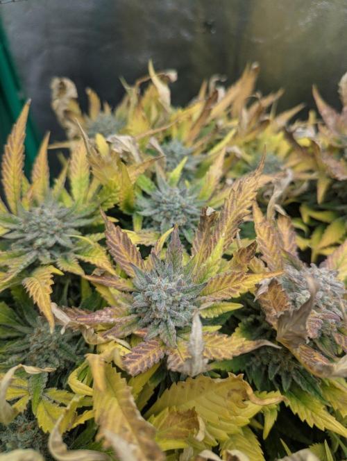 Cherry Cola Side Grow. Week 11