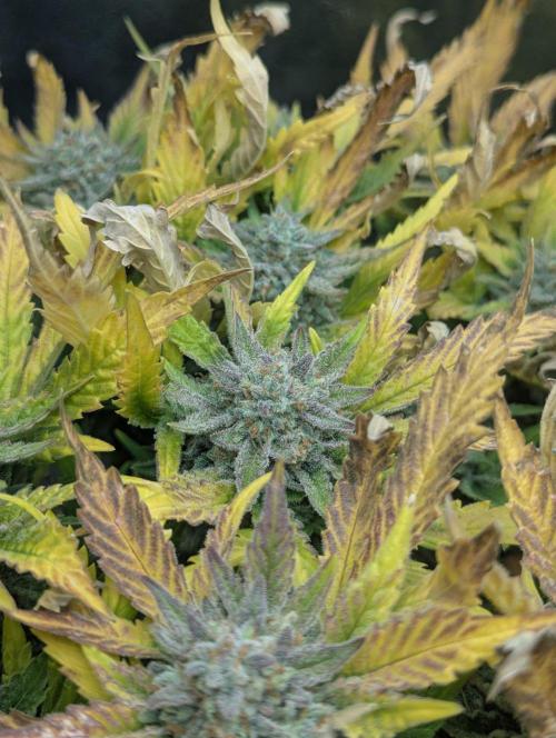 Cherry Cola Side Grow. Week 11