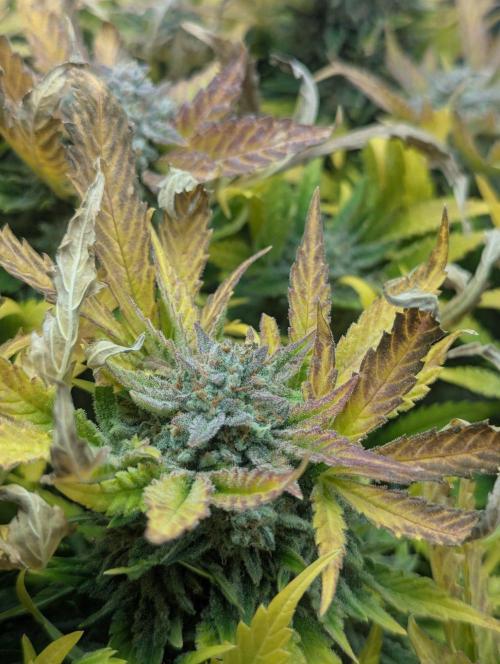 Cherry Cola Auto. Week 11