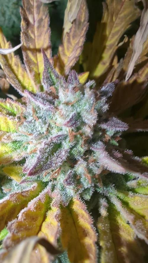 Cherry Cola Side Grow