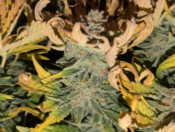 Cherry Cola Side Grow. Week 12