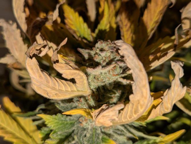 Cherry Cola Side Grow. Week 12