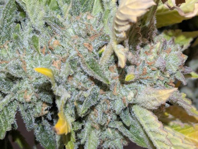 Cherry Cola Side Grow. Week 12