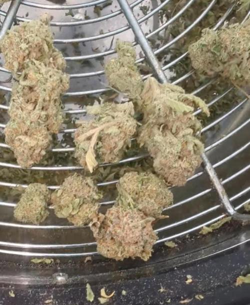 Cherry Cola Side Grow. Week 13 - Only photos of the buds is from the video after I used the trim bowl