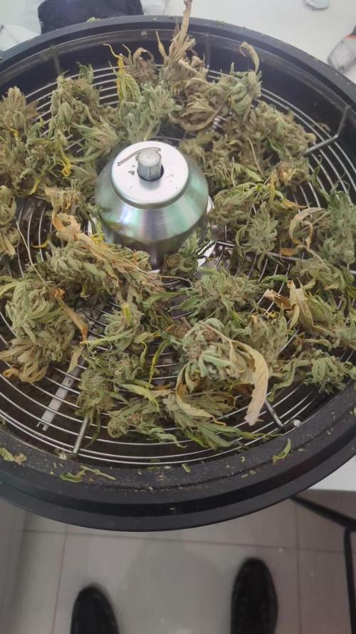 Cherry Cola Side Grow