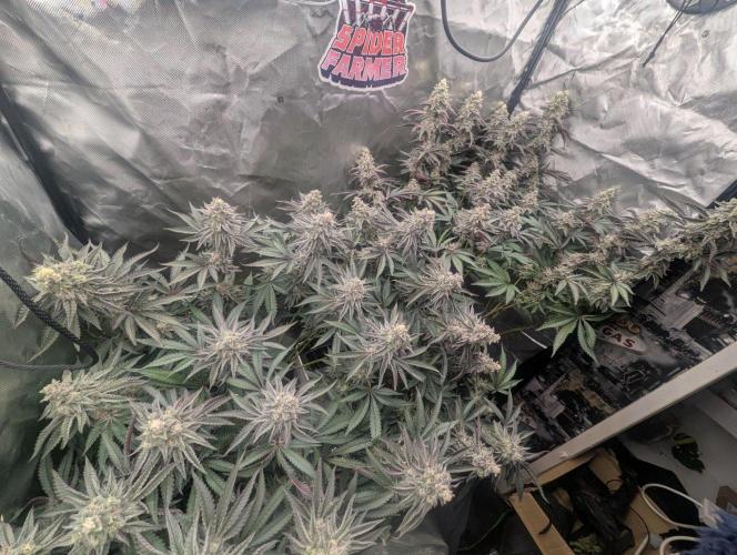 Jump Man - Exotic Genetics. Week 11