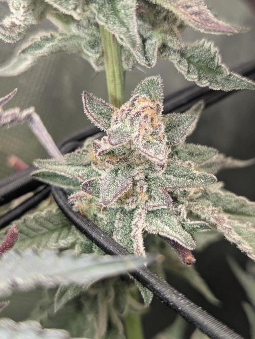 Jump Man - Exotic Genetics. Week 13