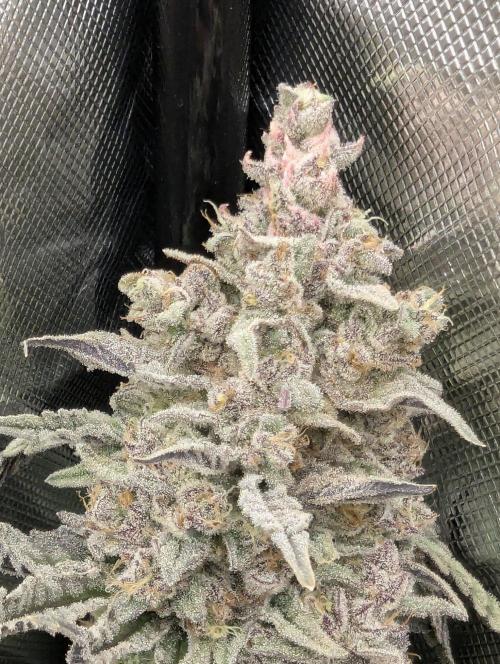Jump Man - Exotic Genetics. Week 13