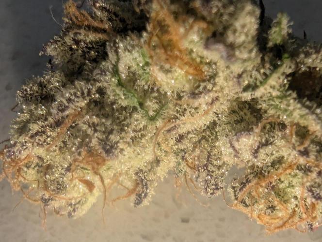 Jump Man - Exotic Genetics. Week 14