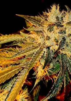 The Original Bruce Banner