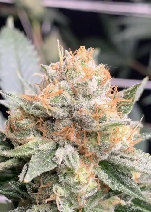 Sour Lemons
