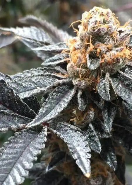 PCG Cookies aka Cup Cookies