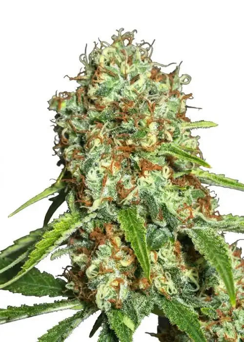 Jamaican Dream CBD
