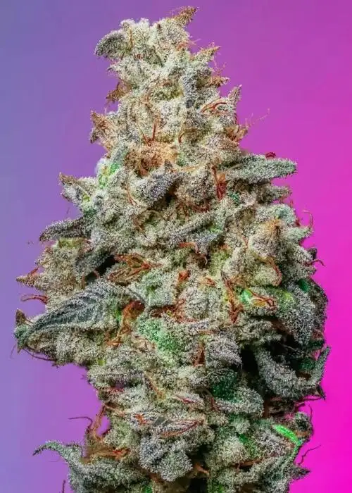 Grape Jubilee