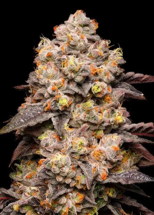 Dried Fruit