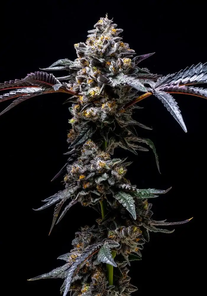 Lemon Cherry Pop