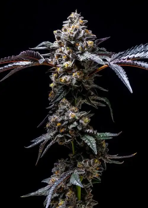 Lemon Cherry Pop