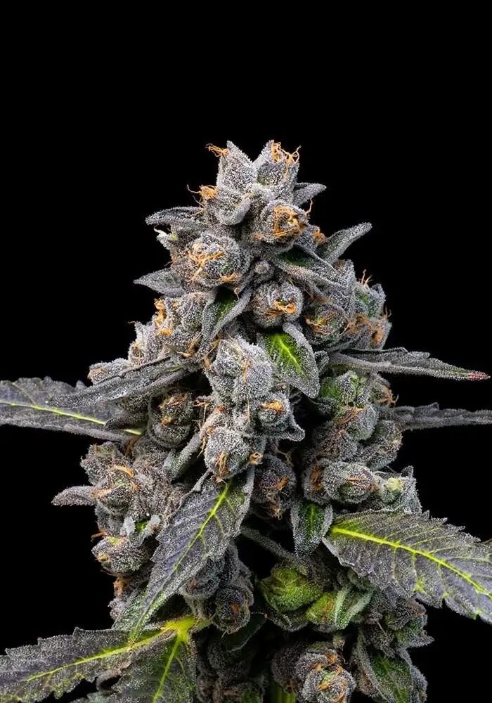 Pink Passion Fruit