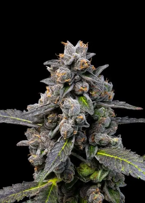 Pink Passion Fruit