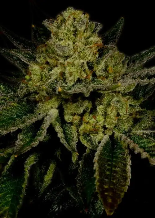 Kosher Kush