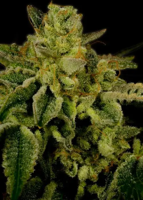 OG Kush
