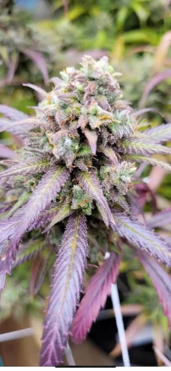 Purple Palm Tree Delight Cannabis Strain Products - GrowD...