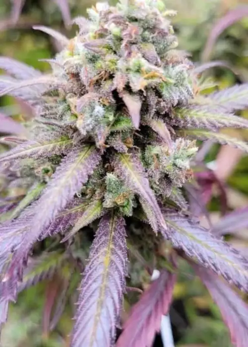 Purple Palm Tree Delight