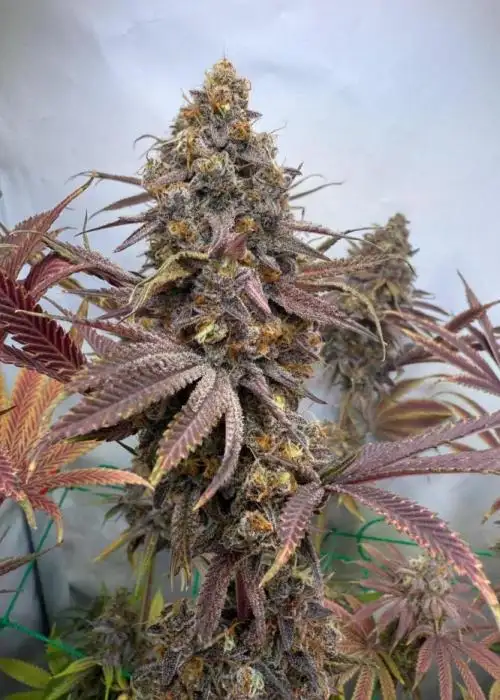 Iced Up Cherries