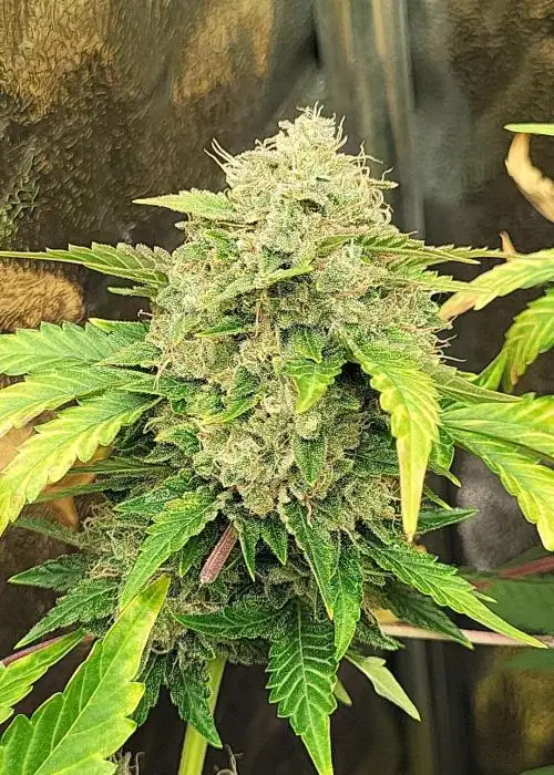Chem ’n’ Kush