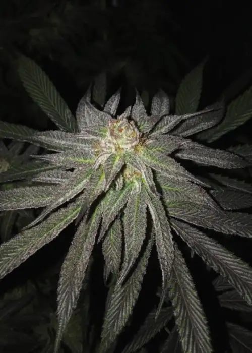 Frozen OG