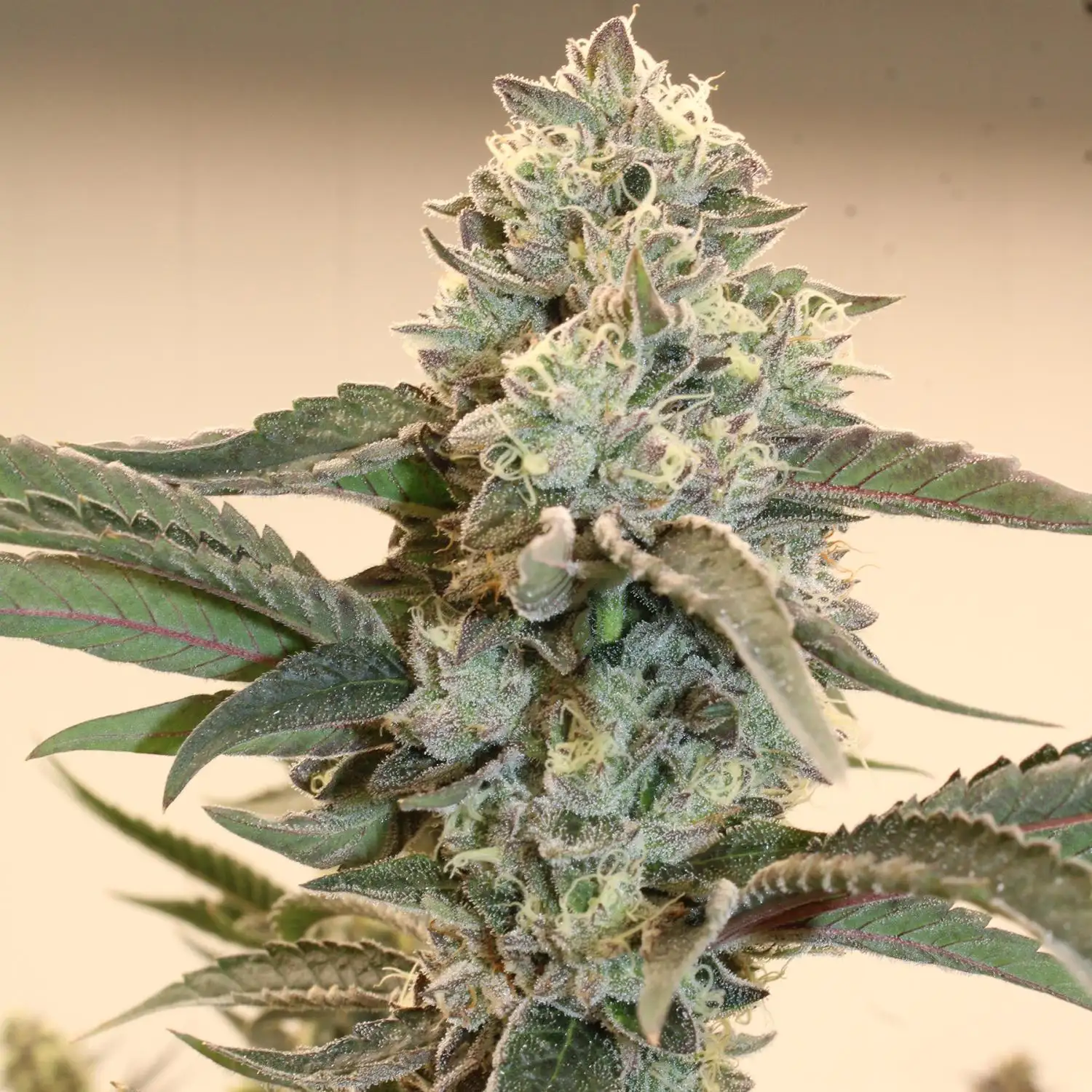 Hindu Z2.0 Seeds by Terphogz - GrowDiaries