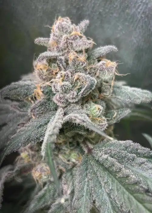 Dulce de Papaya