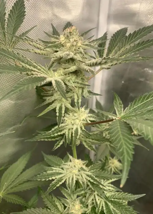 Platinum OG-D