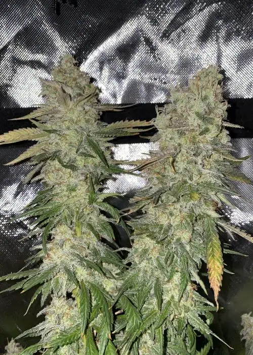 Britneys Frozen Lemons